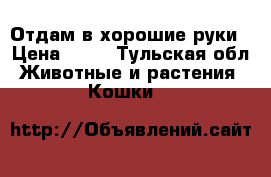 Отдам в хорошие руки › Цена ­ 50 - Тульская обл. Животные и растения » Кошки   